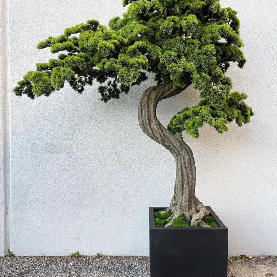 Bonsaï surdimensionné dans un pot Block M
