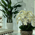 Vase extra large en nacre d'ormeau avec orchidées blanches en cascade