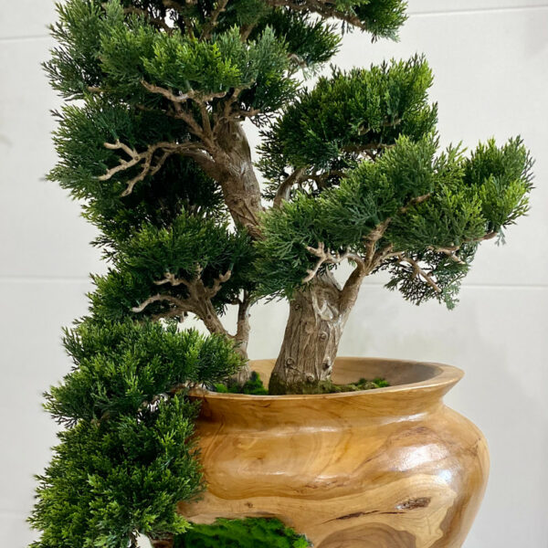 Petit bonsaï dans un vase en teck sculpté à la main