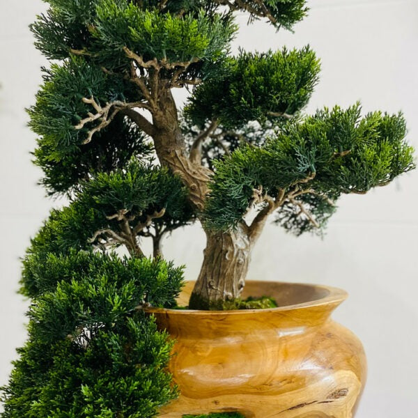Petit bonsaï dans un vase en teck sculpté à la main
