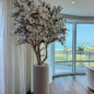 Magnolia blanc de 2,4 m dans un pot St. Tropez beige mat