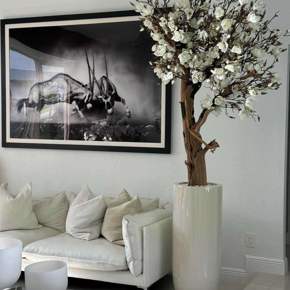 Magnolia blanc de 2,4 m dans un pot St. Tropez beige brillant