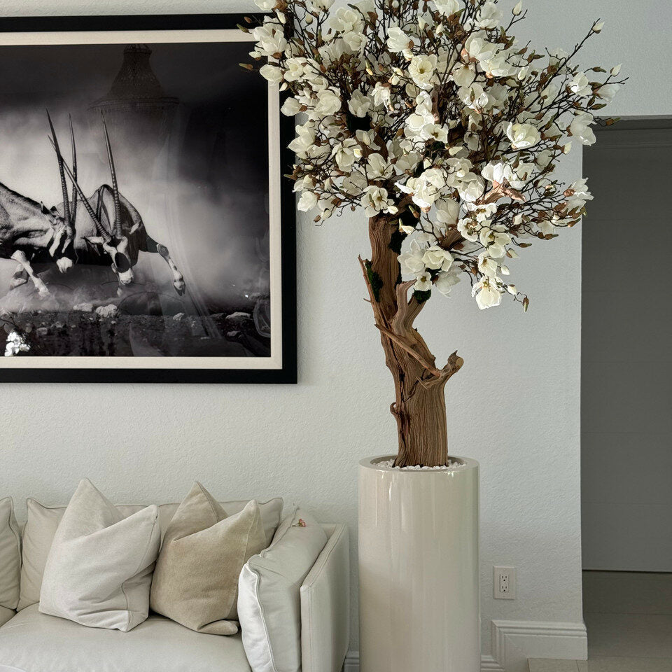 Magnolia blanc de 2,4 m dans un pot St. Tropez beige brillant