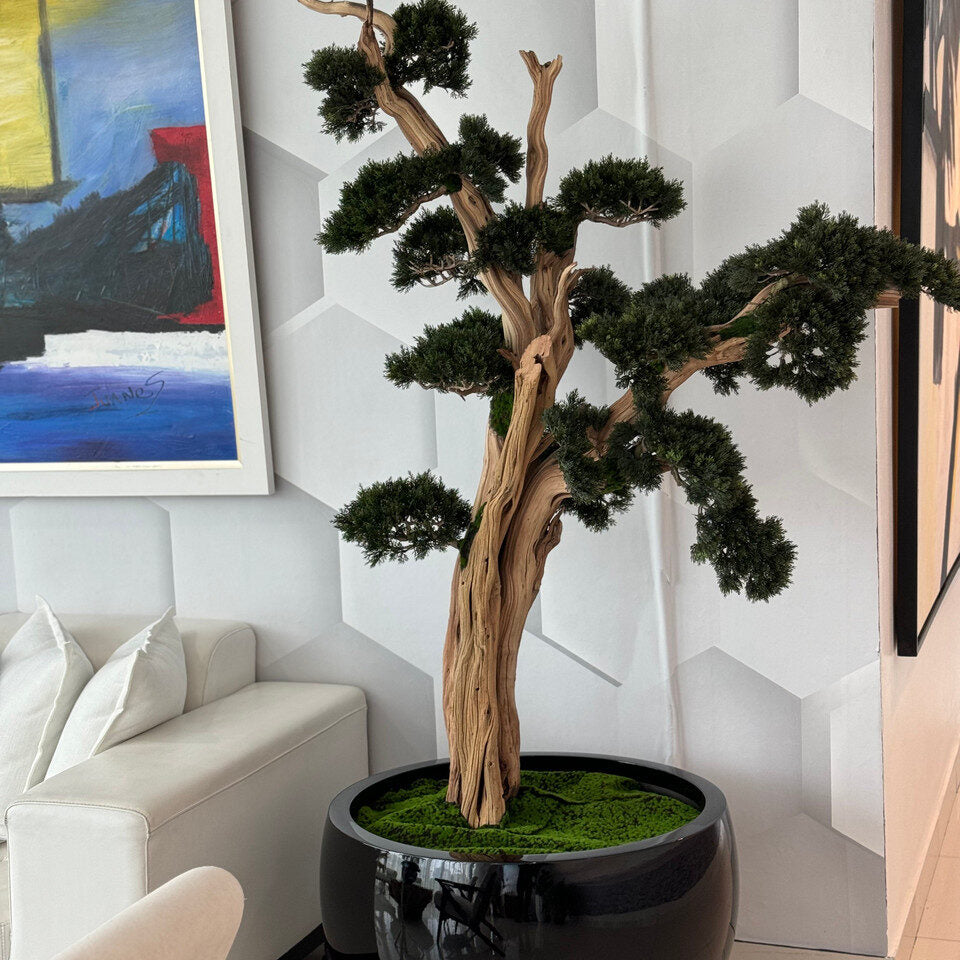 Bonsaï retombant dans un pot Terragona noir brillant