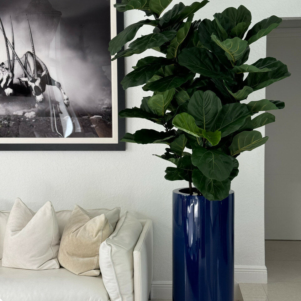 Arbre à feuilles de violon avec pot St. Tropez bleu cobalt brillant