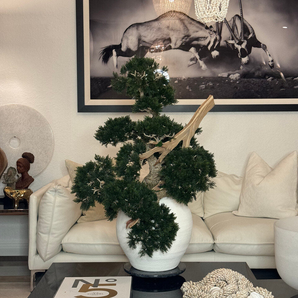 Vase Konos avec style Bonsaï semi-cascade (Han-kengai)