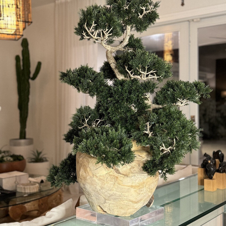 Vase en teck avec bonsaï semi-cascade