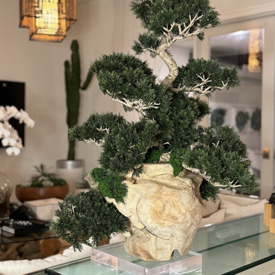 Vase en teck avec bonsaï semi-cascade