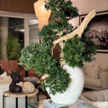 Vase Konos avec style Bonsaï semi-cascade (Han-kengai)