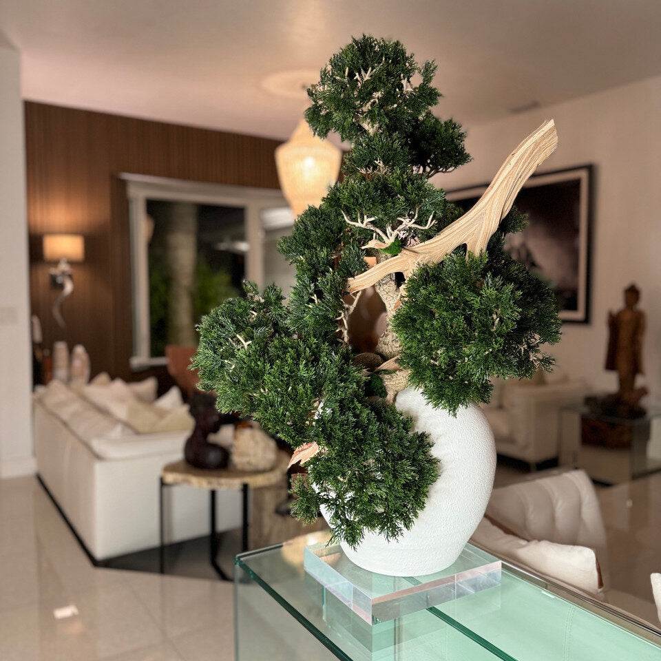 Vase Konos avec style Bonsaï semi-cascade (Han-kengai)