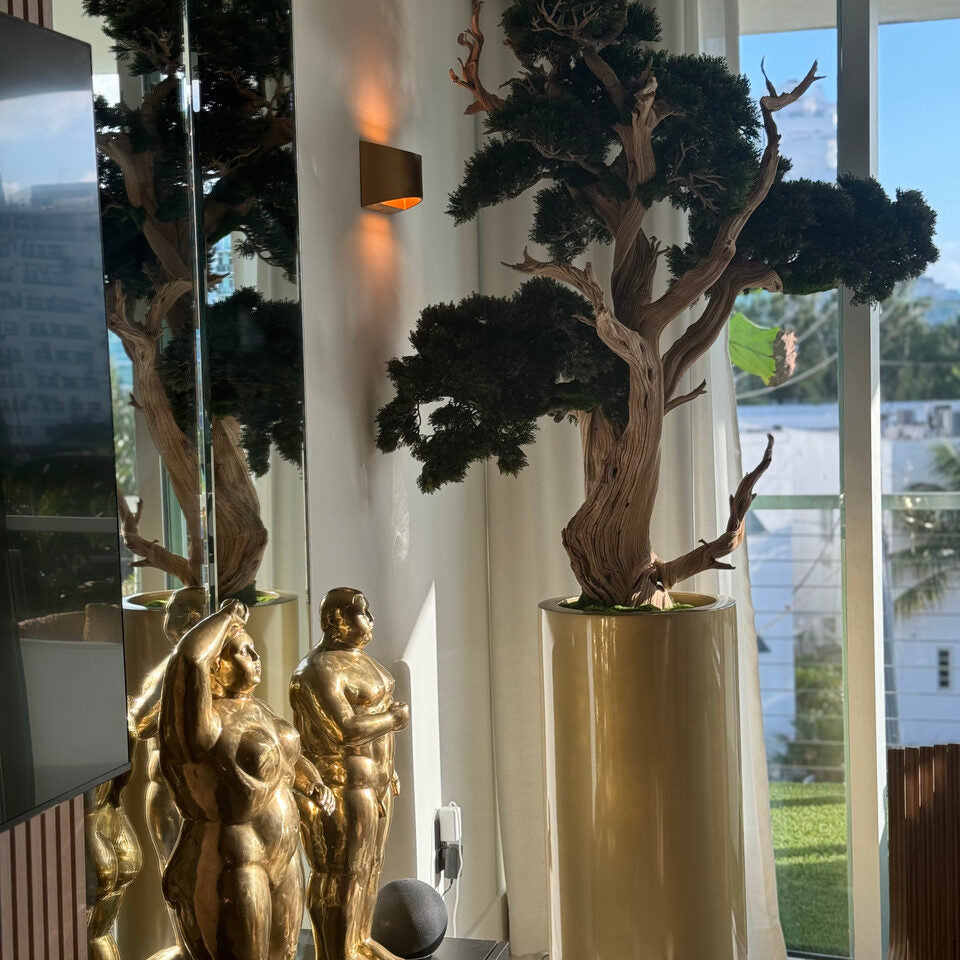 Bonsaï dans un pot de Saint-Tropez