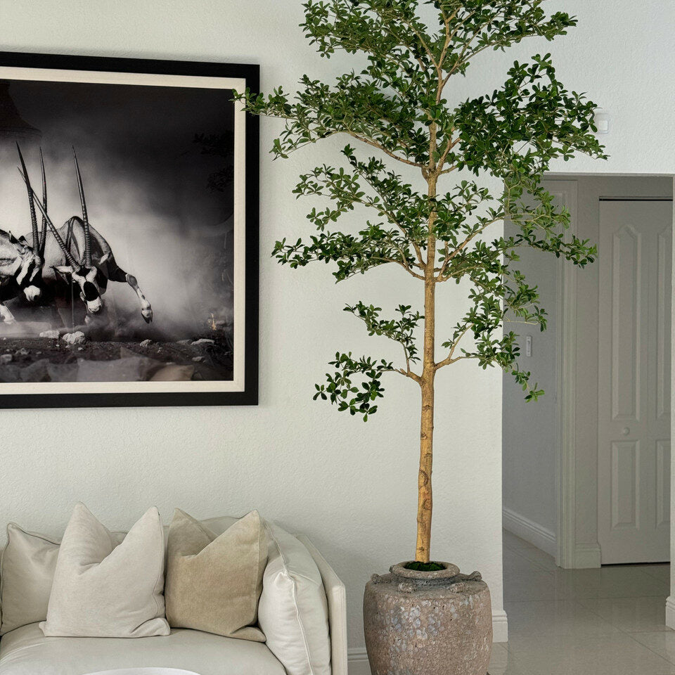 Jardinière Parthénon avec un arbre Shady Lady de 2,74 m