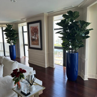 Arbre à feuilles de violon avec pot St. Tropez bleu cobalt brillant