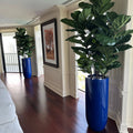 Arbre à feuilles de violon avec pot St. Tropez bleu cobalt brillant