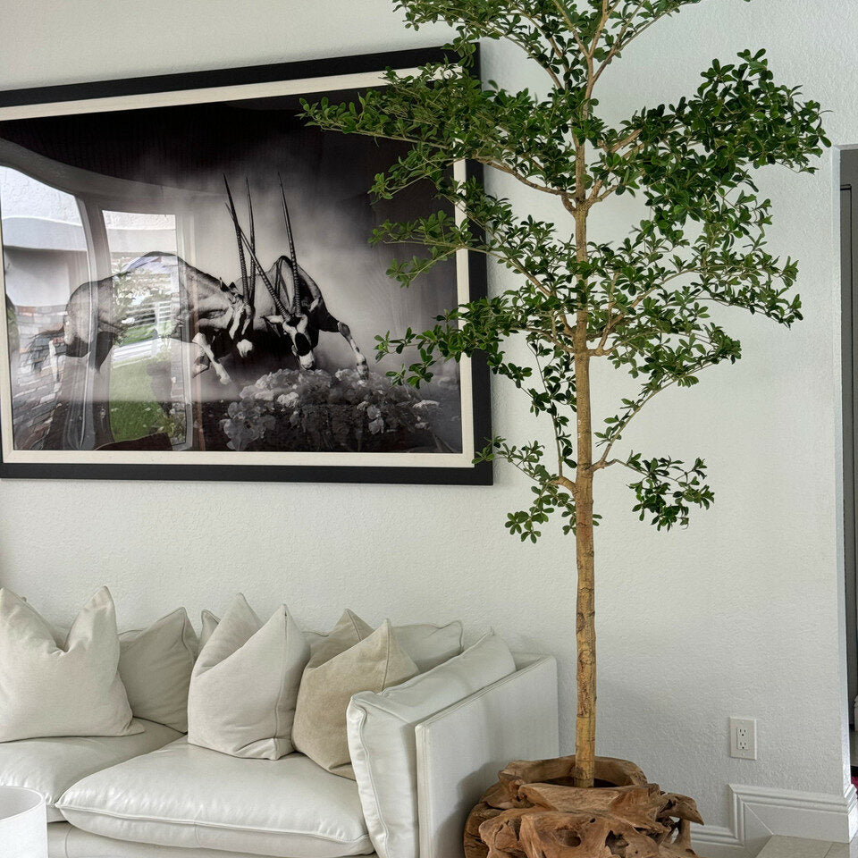 Jardinière unique en teck sculptée à la main avec un arbre Shady Lady de 2,13 m